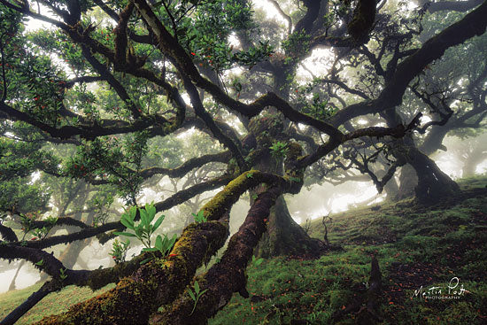 Martin Podt MPP527 - Tentacles - 18x12 Trees, Tree Branches, Forest, Moss, Misty, Foggy from Penny Lane