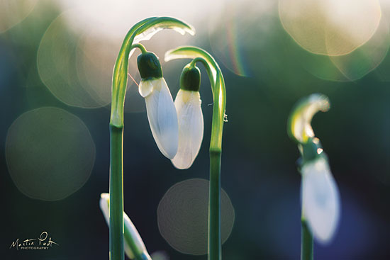Martin Podt MPP533 - MPP533 - Snowdrops I  - 18x12 Snowdrops, Flowers, Photography, Nature from Penny Lane