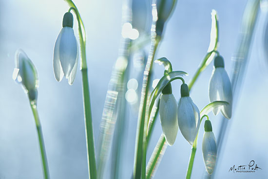 Martin Podt MPP534 - MPP534 - Couple of Snowdrops  - 18x12 Snowdrops, Flowers, Photography, Nature from Penny Lane