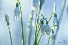 MPP534 - Couple of Snowdrops  - 18x12