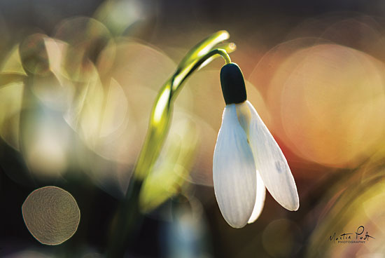 Martin Podt MPP550 - MPP550 - Snowdrops III - 18x12 Photography, Flowers, Snowdrops from Penny Lane