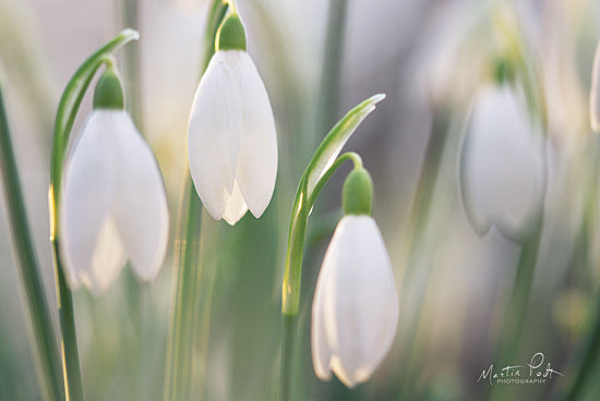 Martin Podt MPP553 - MPP553 - Delicate - 18x12 Flowers, White Flowers, Photography, Blooms from Penny Lane