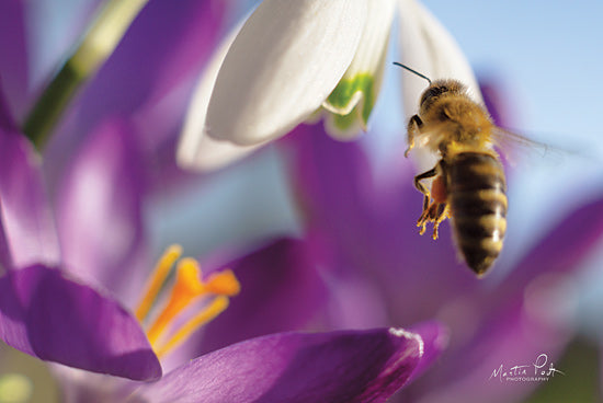 Martin Podt MPP556 - MPP556 - Bee I - 18x12 Bees, Flowers, Purple Flowers, Photography, Nature from Penny Lane