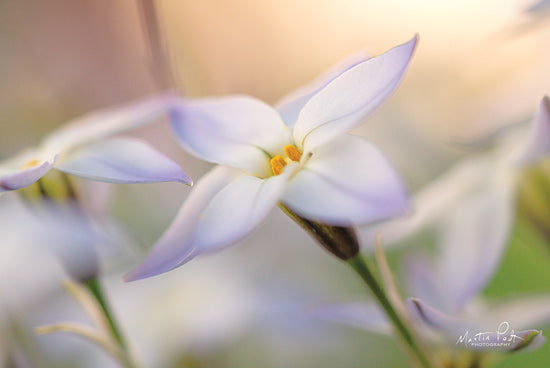 Martin Podt MPP580 - MPP580 - Delicate - 18x12 Flowers, Bellflower, Photography from Penny Lane