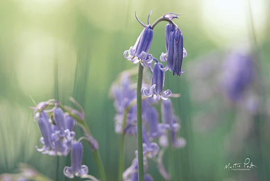 Martin Podt MPP582 - MPP582 - Bluebell II - 18x12 Flowers, Bellflower, Photography from Penny Lane