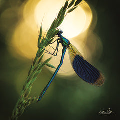 MPP588 - Damselfly in Backlight - 12x12